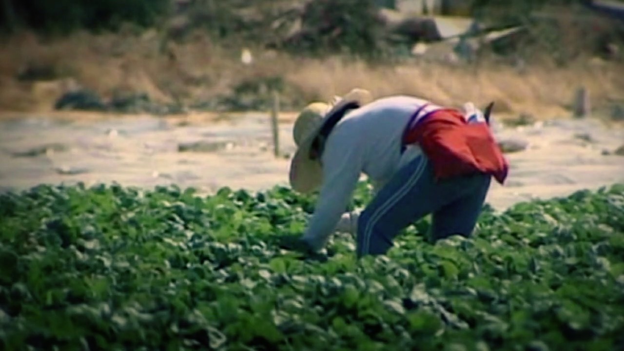 Local organization collecting donations, raising funds to support Idaho farmworkers amid extreme heat - Vimarsana News